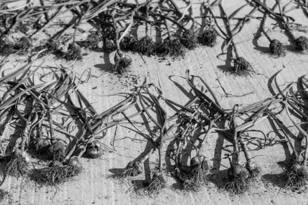 Fresh harvest of onion collected and laid out on a cement floor to dry. Shallow depth of field....