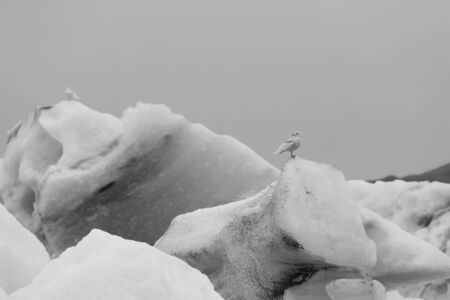 Bird on a ice in Iceberg lagoon jokulsarlon on the south of Iceland. Toned.