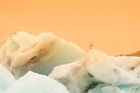 Bird on a ice in Iceberg lagoon jokulsarlon on the south of Iceland. Toned.の写真素材