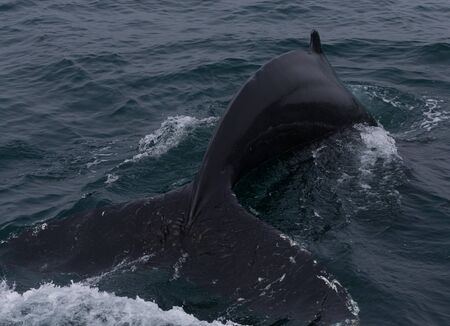 Whales game in a cold sea water near Iceland shore.
