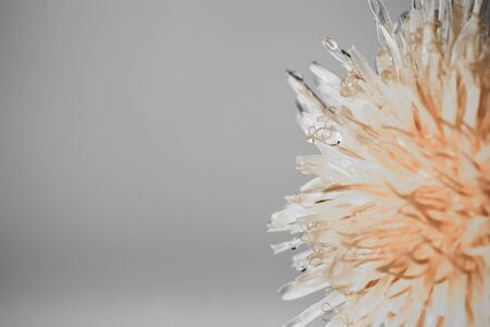 Detail of the flower closeup on a colored background. Selective focus. Toned.の写真素材
