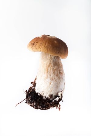 Boletus mushroom (BolÃ©tus edÃºlis) - autumn harvest of wild mushroom on the lightの写真素材