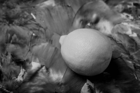 Composition with a lemon on a textured plastered surface. Toned.の写真素材