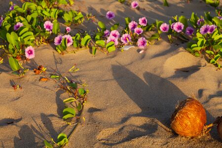 Coconut on a sandy beach on a coast of the South China Sea.の写真素材