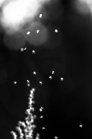 Blurred magical image of insects like a fairy tale episide. Selective focus. Shallow depth of field. Toned.の写真素材
