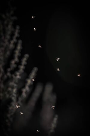 Blurred magical image of insects like a fairy tale episide. Selective focus. Shallow depth of field. Toned.の写真素材