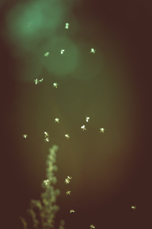 Blurred magical image of insects like a fairy tale episide. Selective focus. Shallow depth of field. Toned.の写真素材