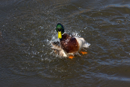 Duck plays on the water surface of the lake.の写真素材