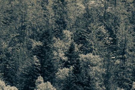 Forest landscape in a sunny day on Sakhalin island. Toned.の写真素材