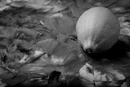 Composition with a lemon on a textured plastered surface. Toned.の写真素材