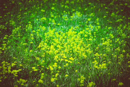 Yellow flowers on a flowering field in a sunny day on Sakhalin island. Toned.の写真素材