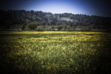 Yellow flowers on a flowering field in a sunny day on Sakhalin island. Toned.の写真素材