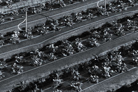 Strawberry beds on a farm fields in a Vietnam. Toned.の写真素材
