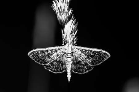 Night butterfly on a grass. Shallow depth of field. Selective focus. Toned.の写真素材