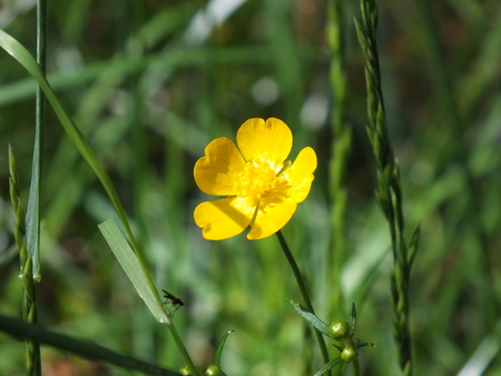 marsh marigoldの写真素材