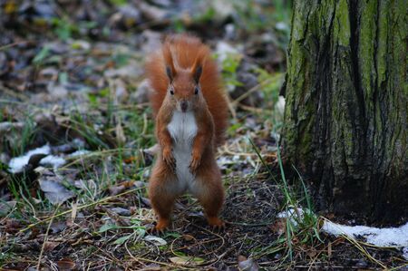 squirrel, city park walkの写真素材
