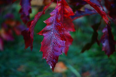 autumn, autumn seasons landscape nature leaves and their colors in the month of October