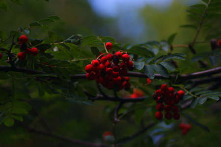 red rowan fruit autumn symbol in nature intense red color and medicinal berries used in herbal medicineの写真素材