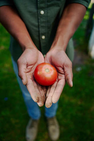 Mixed race male farmer holding fresh tomato in cupped hands. High quality photoの写真素材