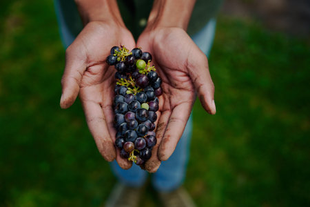 Farmer holding fresh grapes in hand. High quality photoの写真素材