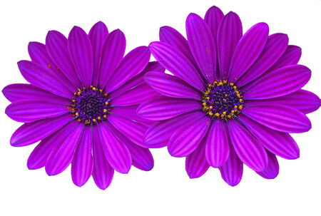 Purple daisies isolated against a black background with copy spaceの写真素材