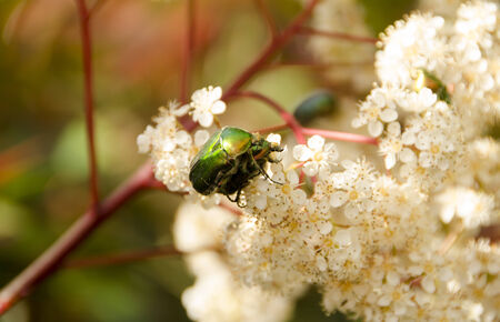 Spring lovers or Love is everywhere.Close up of two Insects on Spring treeの写真素材