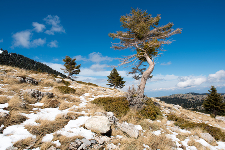 Tree standing alone on the top of a hill with rocks and snow on ground under a blue sky. Low angle viewの写真素材