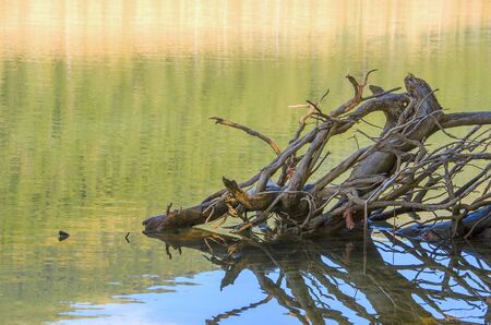 Fallen branches on a lake surface with green yellow and blue reflectionsの写真素材