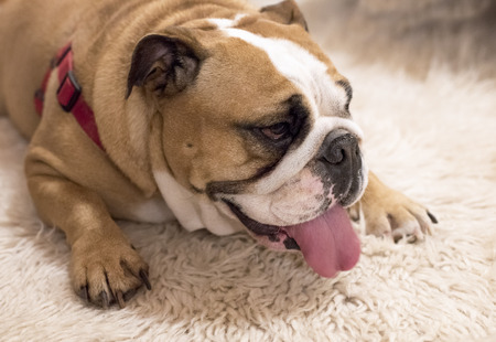 English bulldog lying on carpetの写真素材