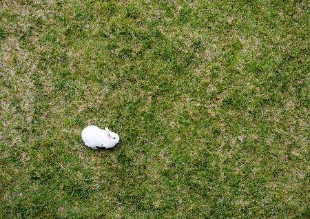 White rabbit on thin grass growing ground viewed from directly aboveの写真素材