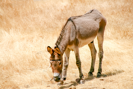 Skiny donkey under the sun at the fields a hot day.の写真素材
