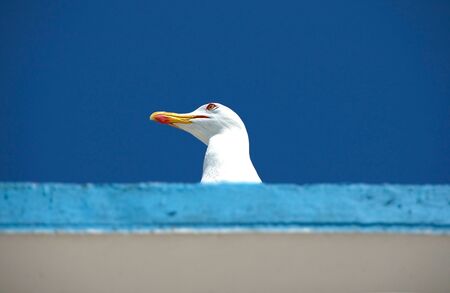 Head of seagull on the roof on blue clear sky as background.