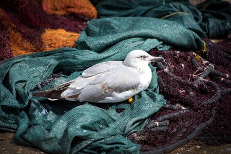 Young seagull resting on the fishing nets
