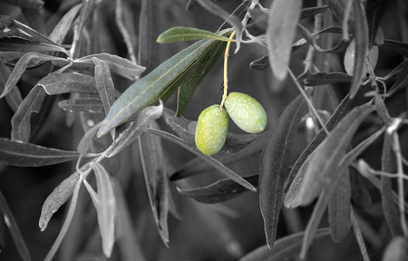 Selective focus and color on olives and leaves with vignette .の写真素材