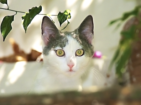 Fearful  and curious kitten hiding and looking behind fence.の写真素材