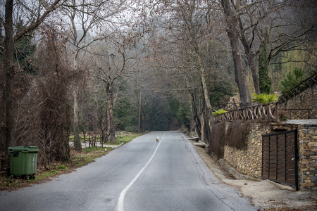 Fog above traditional houses in Milies village on mountain Pelion.Greeceのeditorial素材