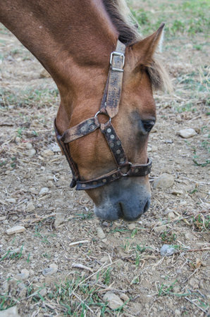 Horse grazing in the pasture at a horse farm in Greeceの写真素材