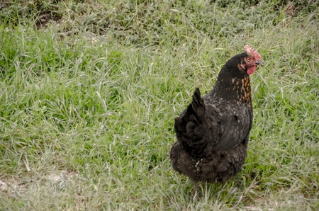 Black hen graze freely in the outdoor mountainous coop and farm.Arcadia ,Greeceの写真素材