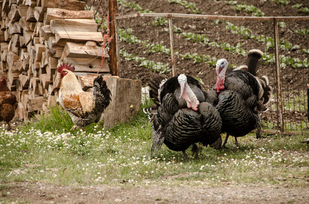 hens and turkeys graze freely in the outdoor mountainous coop and farm.Arcadia ,Greeceの写真素材