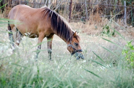 Horse. Farm animals. Farm in Greece.の写真素材