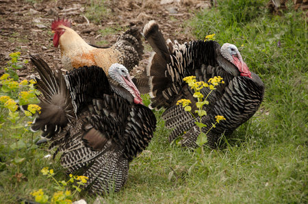 hens and turkeys graze freely in the outdoor mountainous coop and farm.Arcadia ,Greeceの写真素材