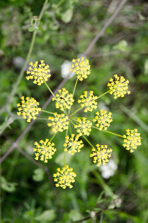 wild plants and flowers. Natural backgrounds