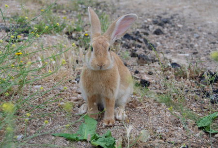 Farm animals. Cute bunny rabbit standing and looking, in the field.の写真素材