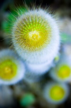 Cactus in the garden
