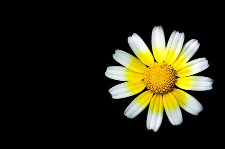 Yellow daisy flower isolated in blackの写真素材