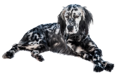 English setter dog, isolated in white background