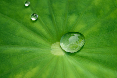 Green leaf  background with water drops.の写真素材
