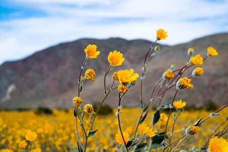 Sun Flowers During Super Bloomの写真素材