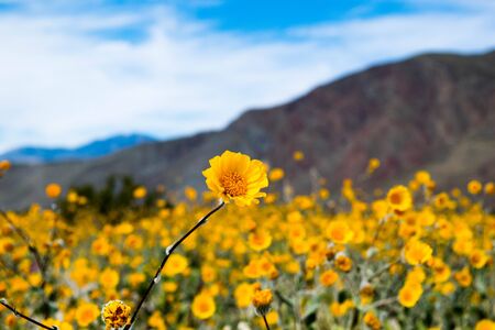 Sun Flower During Super Bloomの写真素材