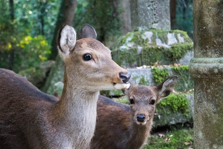 Deers at Nara Park in Japanの写真素材